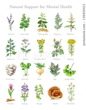 Mental health support medicinal herbs and mushrooms watercolor illustration set. Hand drawn medicinal plants, mushrooms for mental healing on white background. Vintage style botanical collection Mental health support medicinal herbs and mushrooms watercolor illustration set. Hand drawn medicinal plants, mushrooms for mental healing on white background. Vintage style botanical collection 136950421