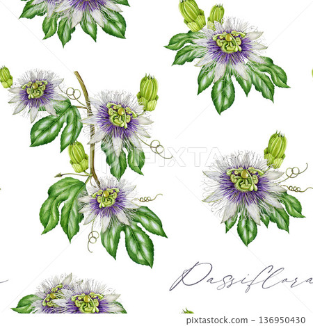 Passiflora flowers with leaves seamless pattern decor element. Hand drawn passion flower vintage style watercolor botanical illustration. Passiflora plant vine seamless pattern on white background. Passiflora flowers with leaves seamless pattern decor element. Hand drawn passion flower vintage style watercolor botanical illustration. Passiflora plant vine seamless pattern on white background. 136950430