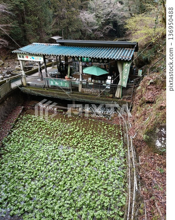 Wasabi fields next to Joren Falls 136950488
