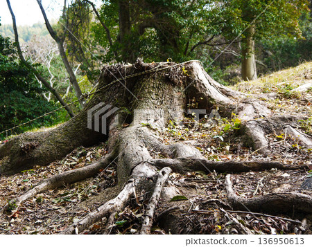 Root of trees Root of trees 136950613