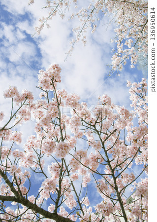 藍天與河津櫻花:一幅清新的春日畫卷 藍天與河津櫻花:一幅清新的春日畫卷 136950614