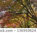 dyed in autumn colors 136950624