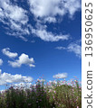Refreshing autumn sky and pink cosmos 136950625