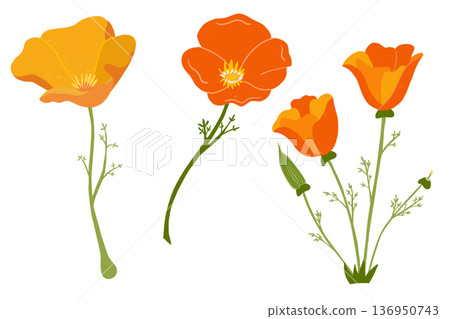 California poppy flower set with botanical details in warm golden tones California poppy flower set with botanical details in warm golden tones 136950743