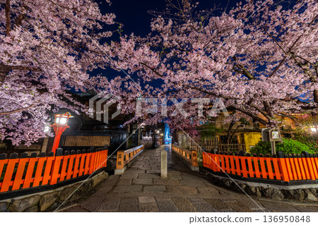 京都G園白河辰橋的櫻花 136950848