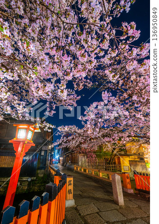 京都G園白河辰橋的櫻花 136950849