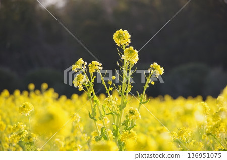 強姦開花 136951075