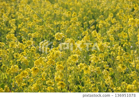 Rapeseed fields spreading all over Rapeseed fields spreading all over 136951078