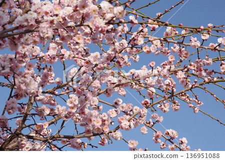 藍天下的梅花 136951088