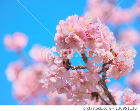 河津櫻花盛開，在藍天的襯托下閃閃發光。自然風光（2026年2月） 136951130