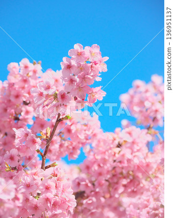 河津櫻花盛開,在藍天的襯托下閃閃發光。自然風光(2026年2月) 河津櫻花盛開,在藍天的襯托下閃閃發光。自然風光(2026年2月) 136951137