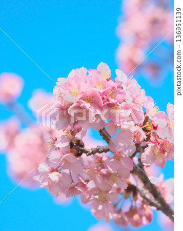 河津櫻花盛開,在藍天的襯托下閃閃發光。自然風光(2026年2月) 河津櫻花盛開,在藍天的襯托下閃閃發光。自然風光(2026年2月) 136951139