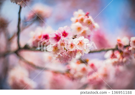 櫻花 136951188