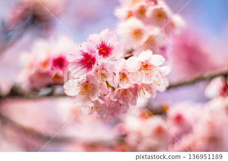 櫻花 136951189