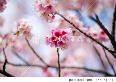櫻花 136951224