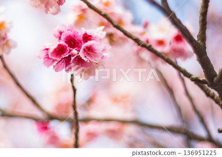 櫻花 136951225