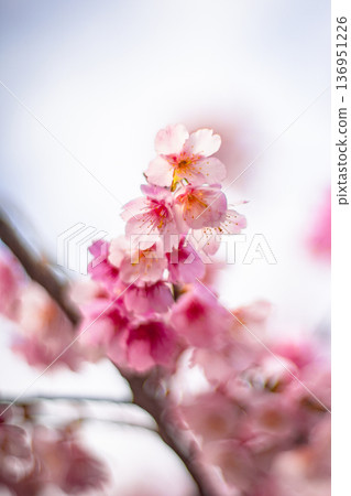 櫻花 136951226