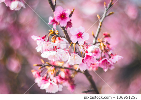 櫻花 櫻花 136951255