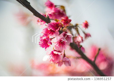 櫻花 136951257
