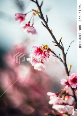 櫻花 櫻花 136951260