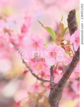 絢麗多彩的河津櫻花盛開。自然風光（2026年2月） 136951262