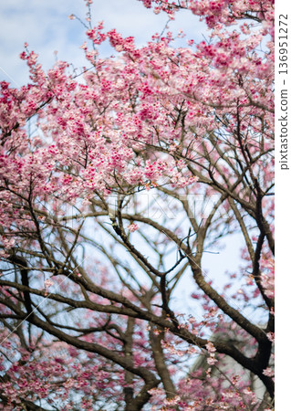 櫻花 136951272