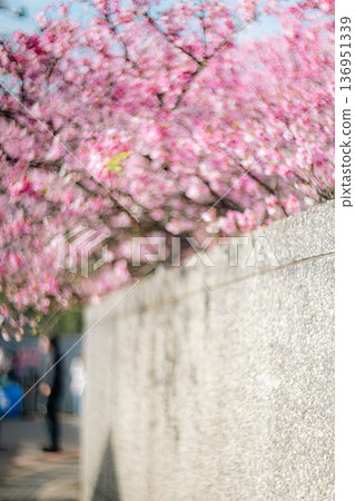 櫻花 櫻花 136951339
