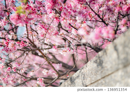 櫻花 136951354