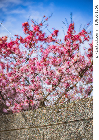 Cherry blossoms Cherry blossoms 136951356