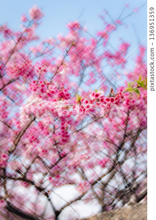 櫻花 櫻花 136951359