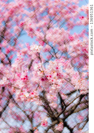櫻花 136951361