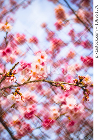 櫻花 136951376