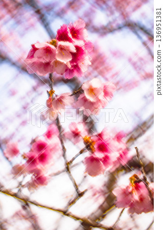 櫻花 136951381