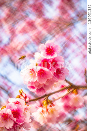 Cherry blossoms Cherry blossoms 136951382