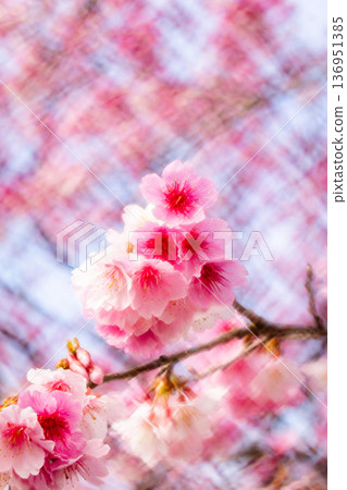 櫻花 136951385