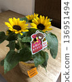 Mother's Day gift: potted sunflowers 136951494