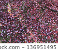 Carpet of fallen leaves 136951495