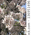 Cherry blossoms in full bloom bathed in spring sunlight 136951496