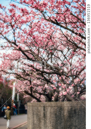 櫻花 136951519
