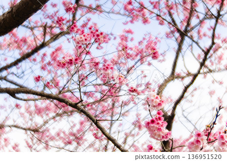 櫻花 櫻花 136951520