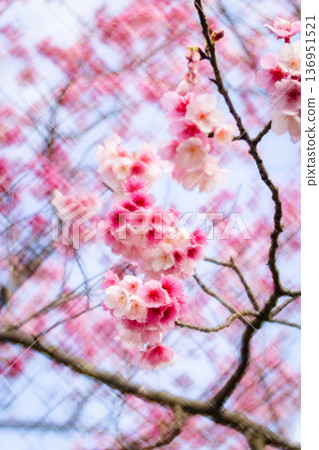櫻花 136951521