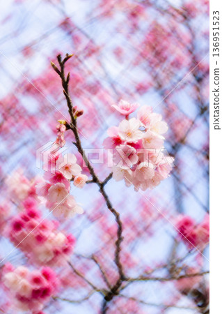 櫻花 櫻花 136951523