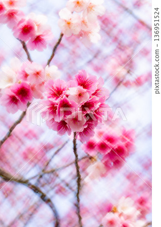 櫻花 136951524