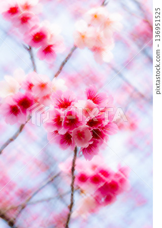 櫻花 136951525