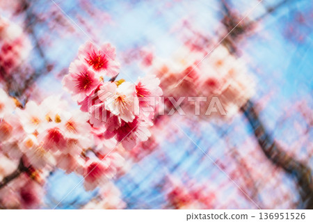 櫻花 櫻花 136951526