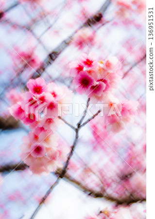 櫻花 136951531