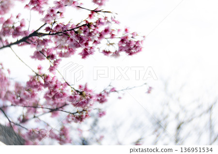櫻花 櫻花 136951534