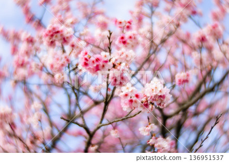 Cherry blossoms Cherry blossoms 136951537