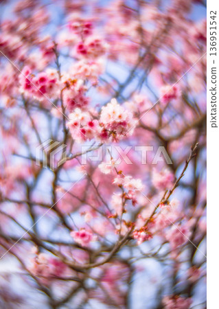 櫻花 136951542