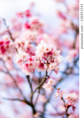 櫻花 136951543